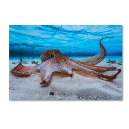 Trademark Fine Art Barathieu Gabriel 'Octopus' Canvas Art, 22x32 1X00670-C2232GG